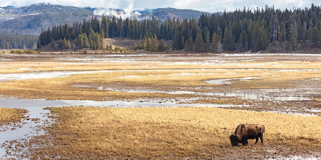 A bison grazing in a field at Yellowstone National Park. 