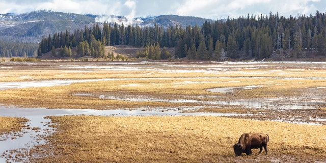 A bison grazing in a field at Yellowstone National Park. 