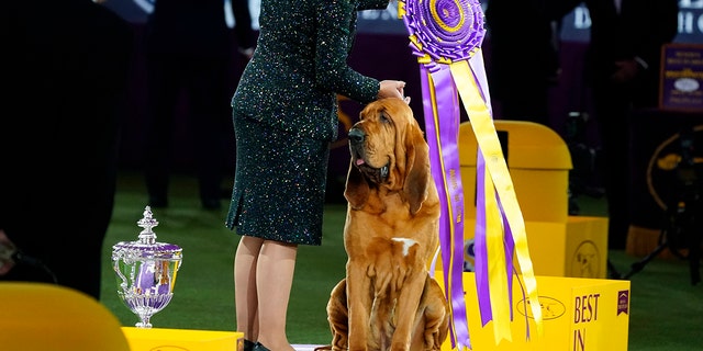 Trumpet, a bloodhound, poses for photographs after winning best in show at the 146th Westminster Kennel Club Dog Show, 星期三, 六月 22, 2022, （塔里敦）, 。. 