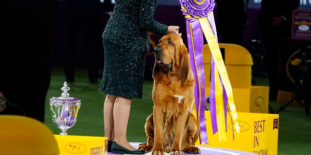 Trumpet, a Bloodhound, poses for photos after winning best in show at the 146th Westminster Kennel Club Dog Show, Wednesday, June 22, 2022 in Tarrytown, NY. 