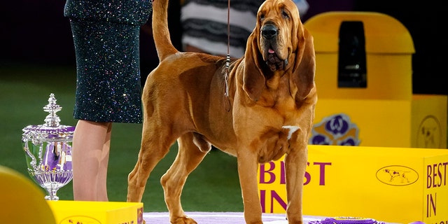 トランペット, a bloodhound poses for photographs after winning Best in Show at the 146th Westminster Kennel Club Dog Show Wednesday, 六月 22, 2022, タリータウンで, N.Y. 
