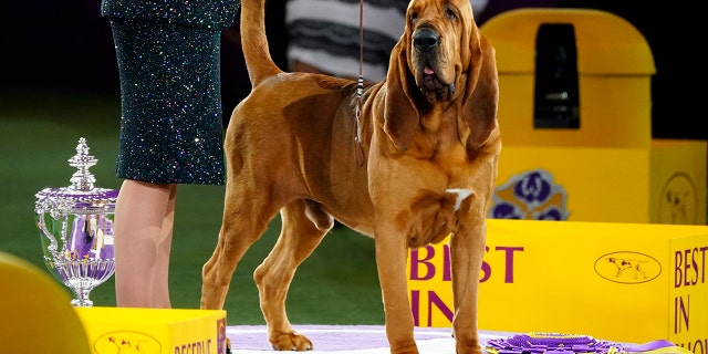 Trumpet, a bloodhound poses for photographs after winning Best in Show at the 146th Westminster Kennel Club Dog Show Wednesday, June 22, 2022, in Tarrytown, N.Y. 