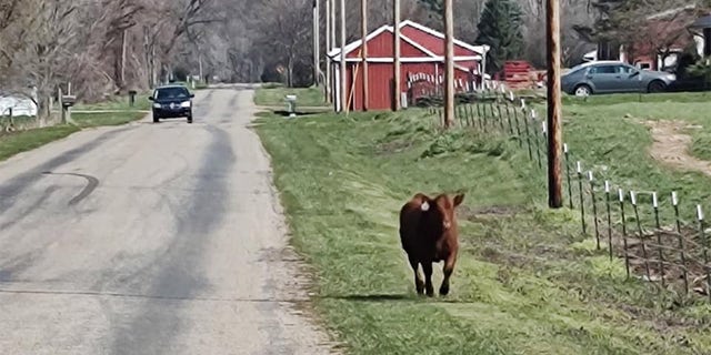Almost as soon as Barnes arrived in Michigan, he was met by another bull on the loose — he'd previously come across a bull in Kentucky. The bull in Michigan was smaller and less intimidating, he said. 
