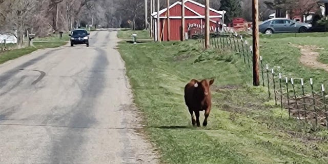 Almost as soon as Barnes arrived in Michigan, he was met by another bull on the loose — he'd previously come across a bull in Kentucky. The bull in Michigan was smaller and less intimidating, he said.