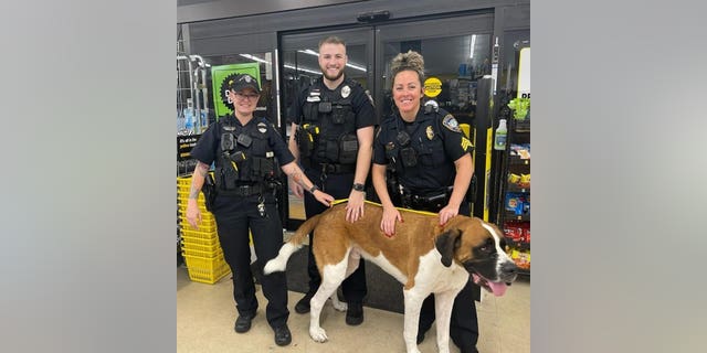 Officers with the Bradenton Police Department in Florida were called to a local Dollar General because Bentley, a 135-pound St. Bernard, was wandering around the store at closing time. 