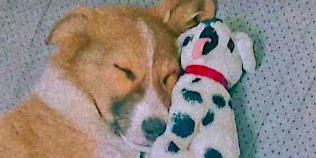 CJ, šuniukas, kurį rado JAV kariai, dislokuoti Artimuosiuose Rytuose, atvyksta į prieglaudą pelno nesiekiančios organizacijos „Paws of War“ dėka. (Karo letenos)