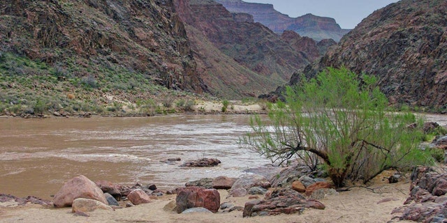 View looking east and up the Colorado River from Pipe Creek Beach.