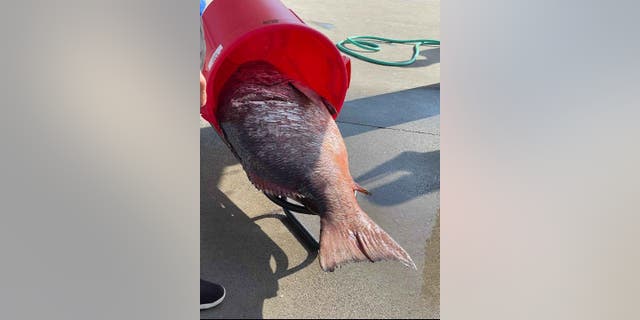 Braden Sherron took the 137-pound cubera snapper to the Port Aransas Fisherman's Wharf for official weighing and photo capturing.
