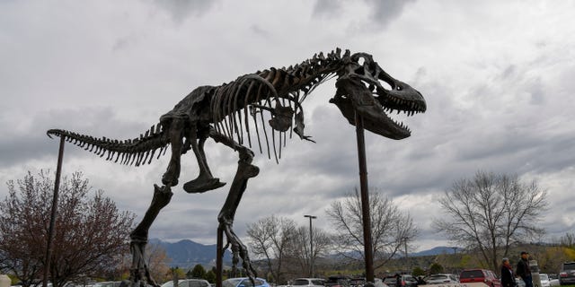 A replica of the 66-million-year-old creature dubbed the "Nation's T. Rex" found by ranchers Kathy and Tom Wankel is the featured dinosaur outside the Museum of the Rockies in Bozeman, Montana.