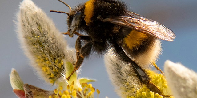 24 March 2021, Hessen, Frankfurt/Main: A bumblebee has landed on a flower. Photo: Boris Roessler/dpa (Photo by Boris Roessler/picture alliance via Getty Images)