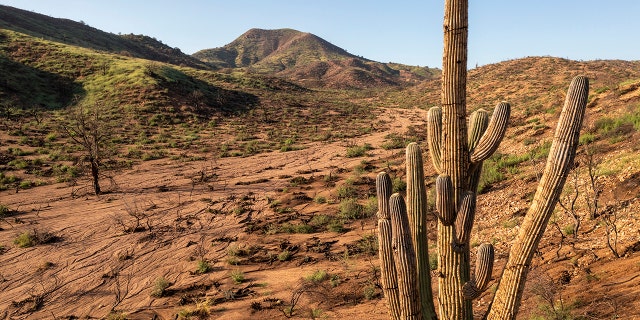 ROOSEVELT, AZ - AUGUST 19: The aftermath of flooding is seen in a desert area on August 19, 2021 near Roosevelt, Arizona. . (Photo by David McNew/Getty Images)