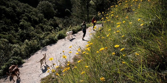 Dog walkers along the trails of Redwood Regional Park in Oakland, Calif., as seen on Wed., March 18, 2015. (Michael Macor/The San Francisco Chronicle via Getty Images)