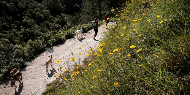 Dog walkers along the trails at Redwood Regional Park in Oakland, Calif., seen on Wednesday, March 18, 2015. (Michael Macor/The San Francisco Chronicle via Getty Images)