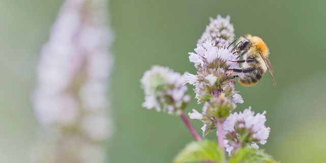 A dark earth bumblebee (Bombus Terrestris) sits on a blooming peppermint plant (Mentha x piperita) in Berlin, Germany, on Jugust 23, 2021. (Photo by Frank Hoensch/Getty Images)