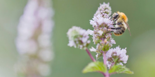 A dark earth bumblebee (Bombus Terrestris) sits on a blooming peppermint plant (Mentha x piperita) in Berlin, Germany, on Jugust 23, 2021. (Photo by Frank Hoensch/Getty Images)