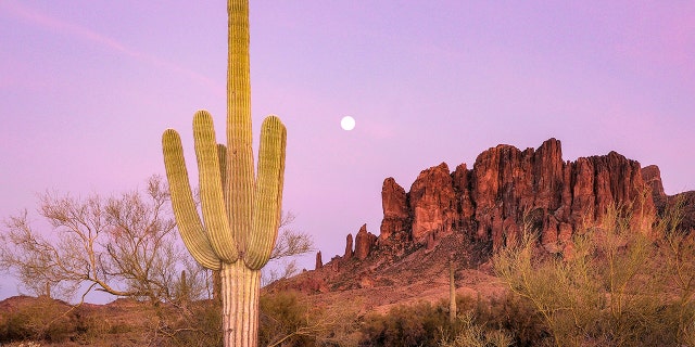 The moon rises over a Saguaro cactus at Lost Dutchman State Park in Phoenix, Arizona. (Dukas Group/Universal Images via Getty Images)