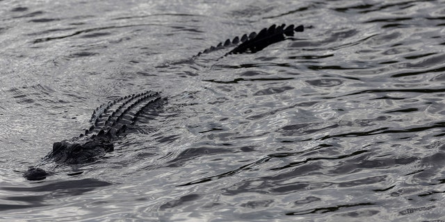 MIAMI, FLORIDA - MAY 04: An alligator swims in the Florida Everglades on May 04, 2022 in Miami, Florida. (Photo by Joe Raedle/Getty Images)