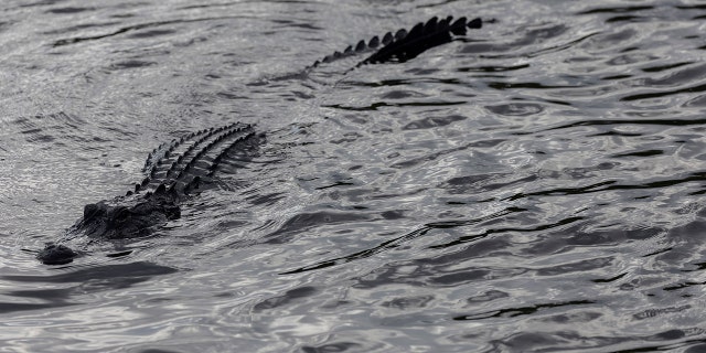 Florida alligator