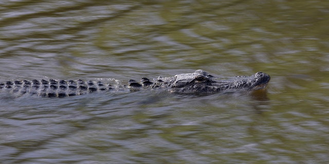 An alligator swims in the Florida Everglades May 4, 2022, in Miami. 