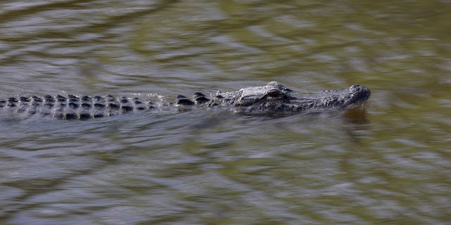 4 maggio 2022, un coccodrillo nuota nelle Everglades della Florida a Miami. 