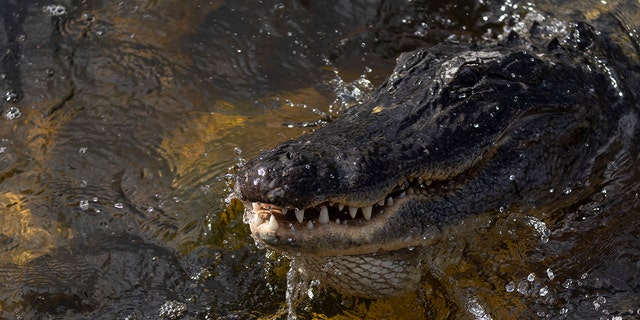 An alligator swims in the Florida Everglades on May 04, 2022 in Miami, Florida.  (Photo by Joe Raedle/Getty Images)