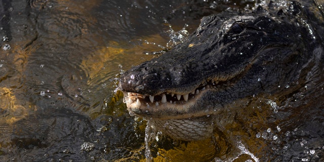 An alligator swims in the Florida Everglades on May 04, 2022 in Miami, Florida. (Photo by Joe Raedle/Getty Images)
