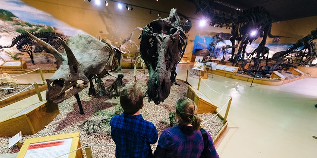 Young visitors stare into a Tyrannosaurus Rex at the Wyoming DInosaur Center in Thermopolis, Wyoming. (Steve Johnson for The Washington Post via Getty Images)