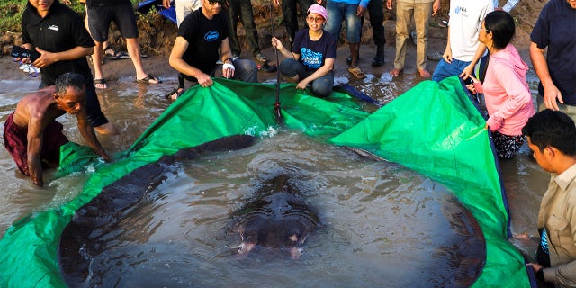 The world's largest freshwater fish, a giant stingray weighing 661 pounds, was caught in the Mekong on June 13.