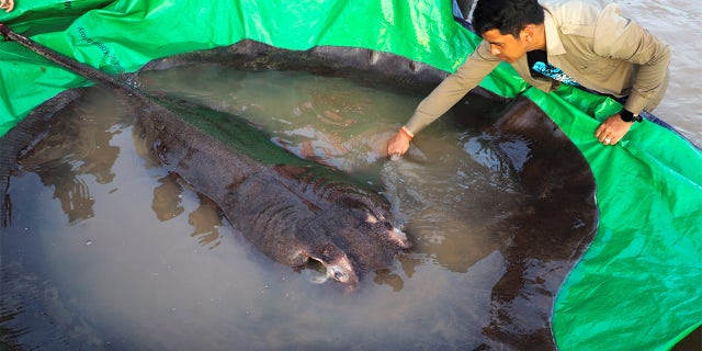 Boramy was surveyed and tagged before being released back into the Mekong.