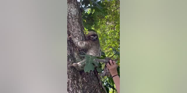 A three-toed sloth baby climbed down a tree in Costa Rica after she heard her baby's recorded cry. A human rescuer held up the baby, so she could see her baby clearly.