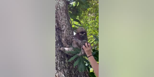 The mother sloth recognized her baby and gently took hold of her precious cargo from a human rescuer's hand in Costa Rica.