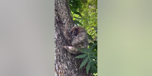 A lost three-toed sloth baby in Costa Rica was reunited with its mother after she heard its recorded cry and climbed down. The pair cuddled once they were brought together.