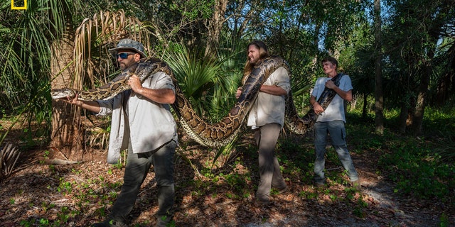 Researchers Ian Bartoszek (left), Ian Easterling (center) and intern Kyle Findley (right) transport a record-breaking female Burmese Python — weighing 215 pounds and measuring 17.7 feet in length — to their lab in Naples, Florida, to be laid out and photographed. 