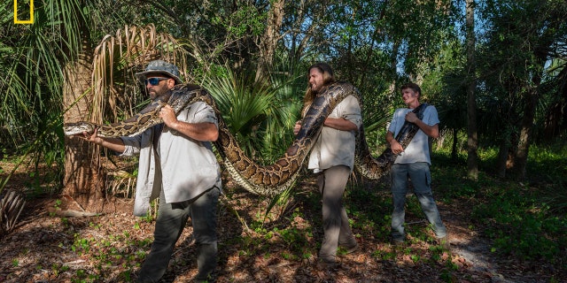 Researchers Ian Bartoszek (left), Ian Easterling (center) and intern Kyle Findley (right) transport a record-breaking female Burmese Python — weighing 215 pounds and measuring 17.7 feet in length — to their lab in Naples, Florida, to be laid out and photographed. 