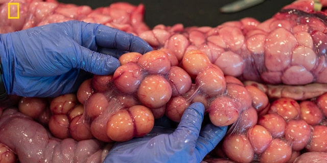 Изследователят Иън Бартошек преглежда десетки прото яйца, докато прави аутопсия на най-големия женски бирмански питон, откриван някога във Флорида.  Екипът преброи 122 от тях 
