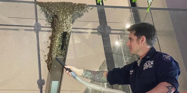 NYPD beekeepers removed the 8,000 bees from 3 World Trade Center near the Freedom Tower in Lower Manhattan on Saturday, May 28.