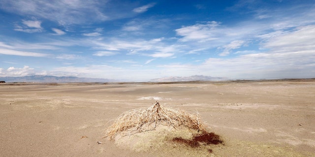 A tumble weed sits on a mud flat where water used to be next to the Great Salt Lake Marina west of Salt Lake City, Utah, August 4, 2014. The Great Salt Lake water levels are expected to be the lowest since 1963 because of a prolonged drought in Utah. 