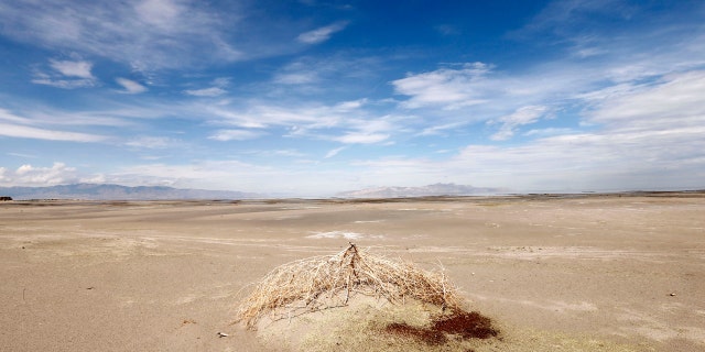 A tumble weed sits on a mud flat where water used to be next to the Great Salt Lake Marina west of Salt Lake City, Utah, August 4, 2014. The Great Salt Lake water levels are expected to be the lowest since 1963 because of a prolonged drought in Utah. 