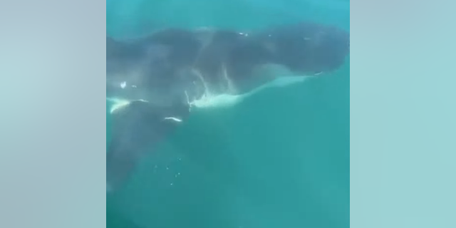 12-foot shark spotted off the coast of Jersey Shore