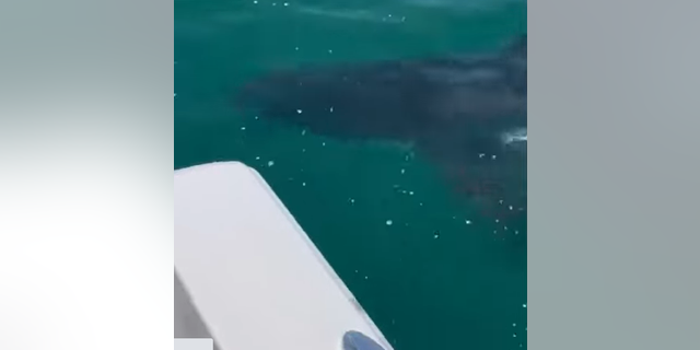 12 foot shark spotted off the coast of Jersey Shore