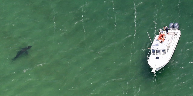 A tour boat is guided to a shark along Nauset Beach and Cape Cod National Seashore on Aug. 12, 2021, in Chatham, Massachusetts.