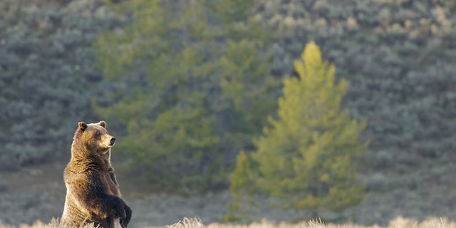 A grizzly bear stands out on the Wyoming landscape. (Jackson Hole Ecotour Adventures)