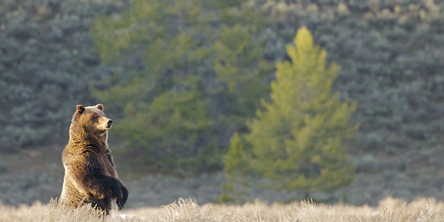 The grizzly bear stands out against the backdrop of Wyoming. (The Adventures of Jackson Hole Ecotour)