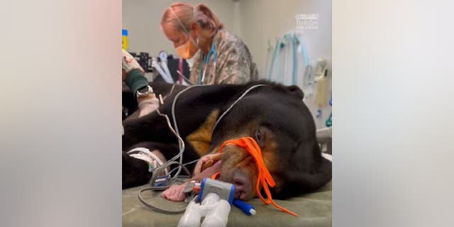 Les vétérinaires de la faune du zoo de Perth en Australie effectuent un bilan de santé pendant que les ours solaires sont sous anesthésie.