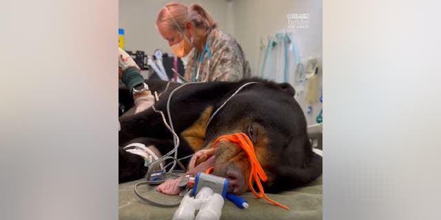 Vets at the Perth Zoo in Australia perform a health check while the sun bears are under anesthesia.