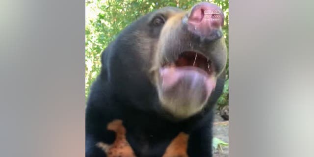 Sun bears Jamron and Bopha have been working at the Perth Zoo for 15 years.  Free the Bears, an Australian conservation and animal welfare organization, rescued the animals before January 2007. 