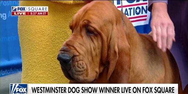 Westminster Dog Show 2022: Trumpet becomes first bloodhound to win ‘Best in Show’
