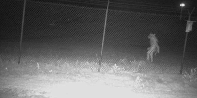 Photo published by Amarillo city government showing unidentified object on zoo camera