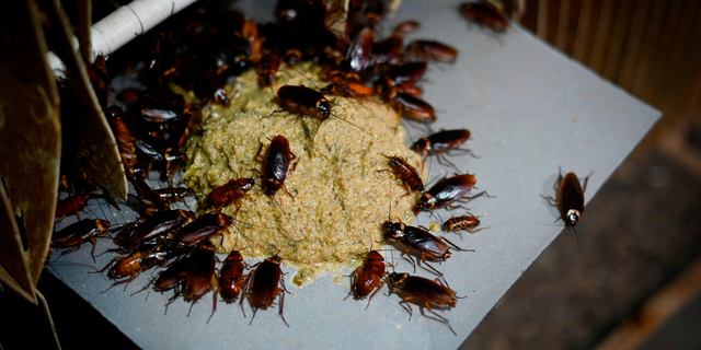 This picture taken on March 25, 2019, shows cockroaches eating feed at a roach farm in Yibin, China's southwestern Sichuan province.