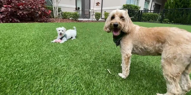 El Yorkie maltés de 4 años de Alice Joossens llamado Sammy (izquierda) y el labradoodle de 6 años de Marilyn Blackmer llamado Buddy (derecha) en Orlando, Florida.